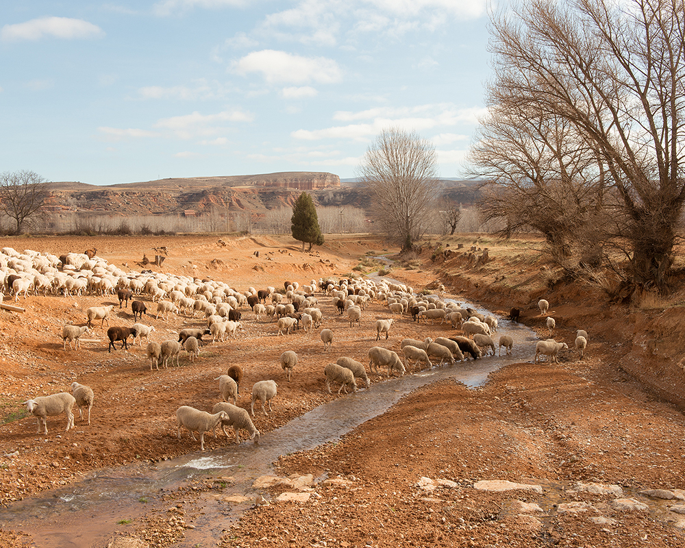 coleccionar artistas emergentes de la comunidad valenciana