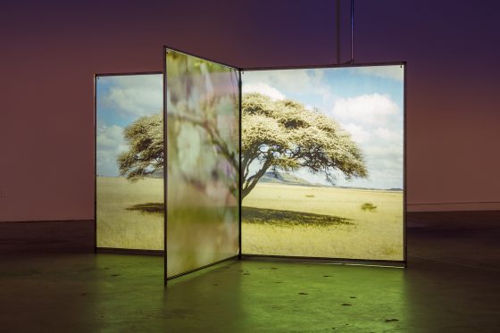 diana thater exposiciones arte españa