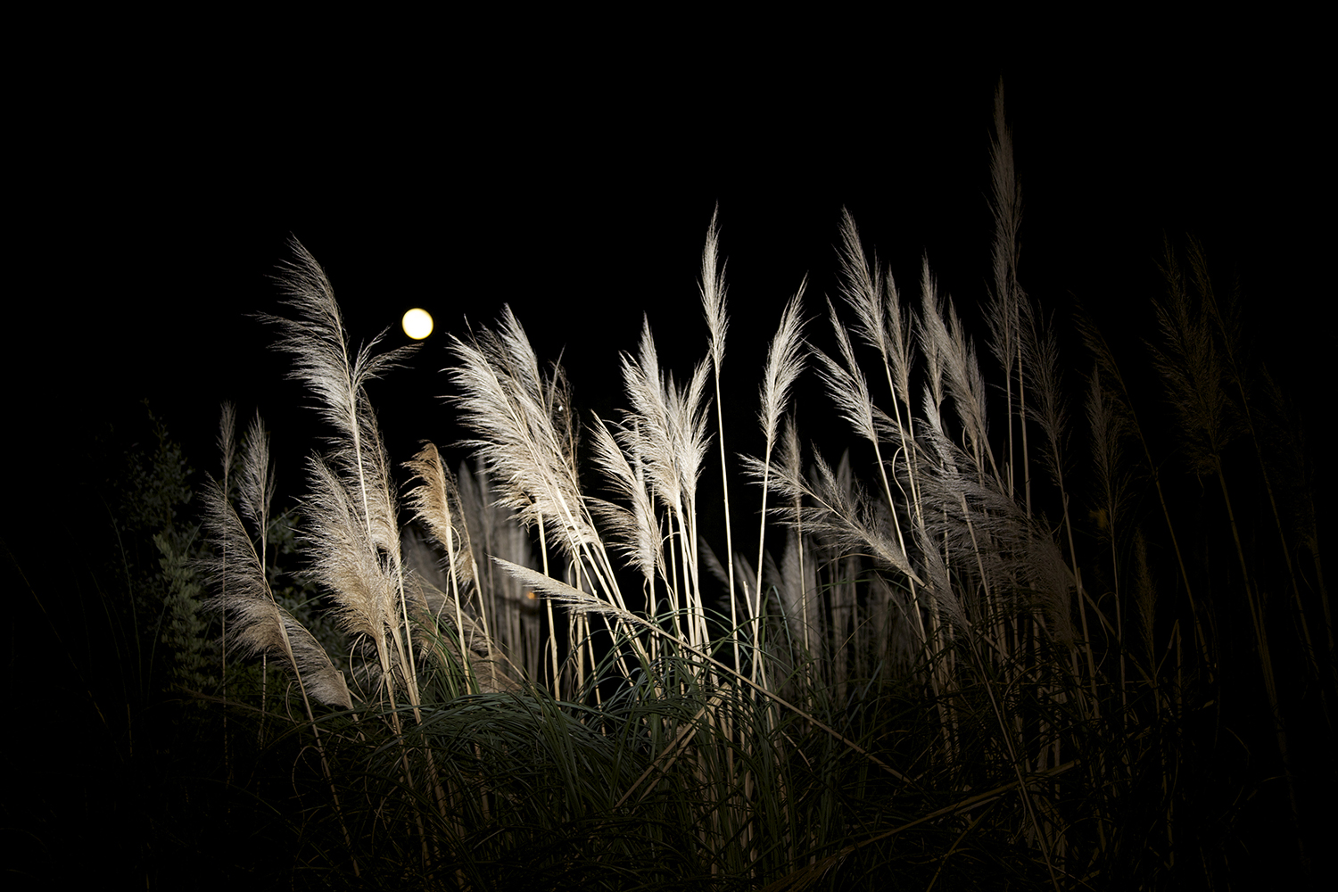 arte y medio ambiente manuel prados